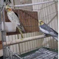 یک جفت عروس هلندی