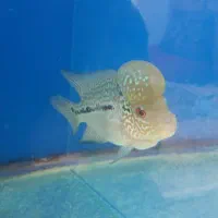 ماهی فلاو|ماهی|پرند, فاز ۶|دیوار