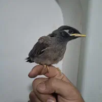 جوجه مینا