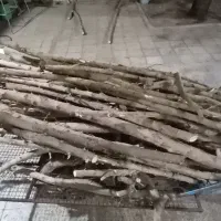 فروش چوب مورد
