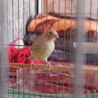 قناری ماده و جوجه