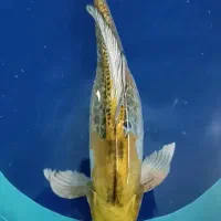 ماهی کوی مولد باله بلند