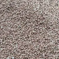 فروش بادام برشته درجه یک|عمدهفروشی|پارسآباد, |دیوار