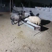 ۴ راس میش