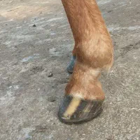 نعلبندی و قیار|اسب و تجهیزات اسب‌سواری|سلماس, |دیوار