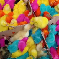 جوجه محلی رنگی اردک، ابولی خواه