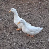 یک‌جفت‌اردک‌سفید‌جوان