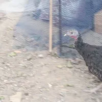 بوقلمون ماده