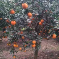 فروش پرتقال تامسون|خوردنی و آشامیدنی|نشتارود, |دیوار