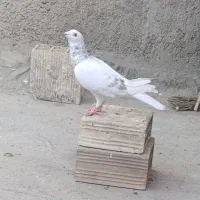 پلاکی|پرنده|قم, کاسه گران|دیوار