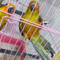 ۴ جفت جوان حلقه پا مجموعه|پرنده|ساری, |دیوار