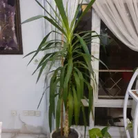 درخچه یوکا مناسب شرکت و راهرو و منزل