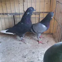 کفتر پرشی ومسافتی|پرنده|قم, هنرستان|دیوار