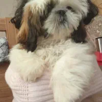 واگذاری سگ شیتزو ۴ ماهه