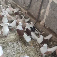 فروش دوکت و سرور نقش نوک ریز کشیده|پرنده|تهران, شهرک ابوذر|دیوار