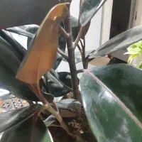 فیکوس بلک..پر شاخه و بسیار زیبا