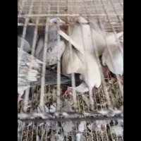 ۶تا جوجه