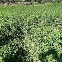 فروش علوفه یونجه