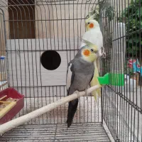 عروس هلندی جفت مولد