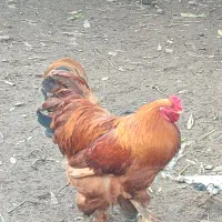 خروس محلی پاپر هیکلی وزن بالا