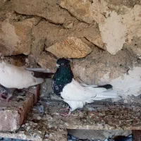 یک جفت کله ای|پرنده|بناب, |دیوار