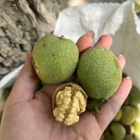 گردو کیلوی 140 هزار درجه یک