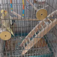عروس هلندی مولد جوان