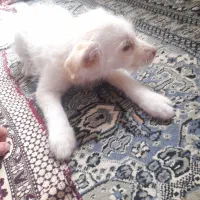 سگ خونگی