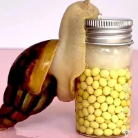 تخم (خاویار) (حلزون)