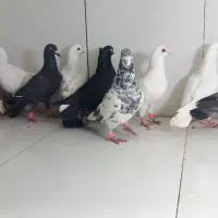 دسته ۱۱تایی پرشی نر