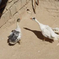 غاز|حیوانات مزرعه|بروجرد, |دیوار