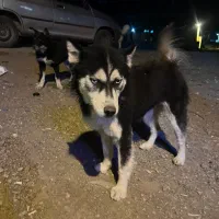 سگ هاسکی|سگ|کوراییم, |دیوار