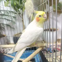 فروش دو عدد عروس هلندی نر و ماده