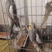 عروسی هلندی تخم گذار