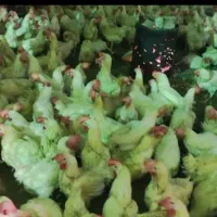 مرغ تخم گذارگوشتی