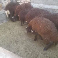 بره نر