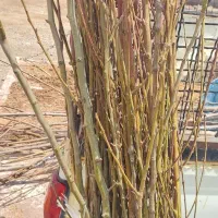 فروش نهال انجیر و انار گلدانی