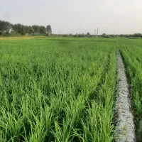 برنج سنگ طارم هاشمی کشت اول و کشت دوم درجه یک|خوردنی و آشامیدنی|بابل, |دیوار