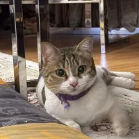 گربه|گربه|اراک, |دیوار