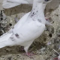 ماده اوغون چاک دار