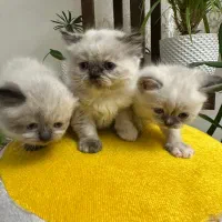 بچه گربه بلوپوینت (هیمالین)