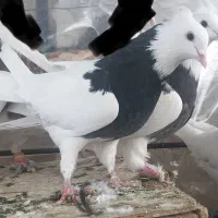 طوقی|پرنده|همدان, |دیوار