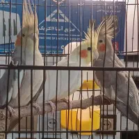 عروس هلندی