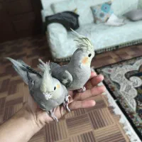 فروش فوری عروس هلندی اهلی
