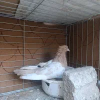 نر سینه زرد|پرنده|مبارکه, |دیوار