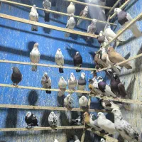 بار جدید کبوتر  همه رقم ازقیمت ۱۵۰تا ۴۰۰