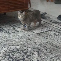 واگذاری گربه