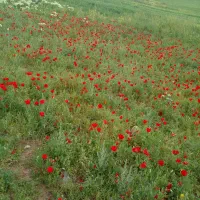 سیم کارت رند