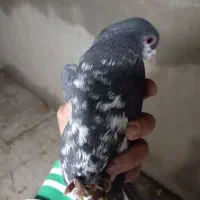 خوشرنگ سیاه نر|پرنده|شیراز, جوادیه|دیوار