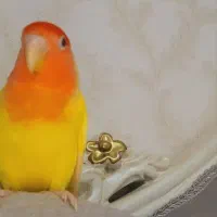 طوطی برزیلی دستی نر .رام رام